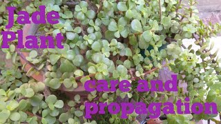 Jade plant care and propagation. // जेड पौधे की देखभाल और lgane ka trika