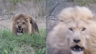 When Animals Attack. NEVER film a Lion this close!!