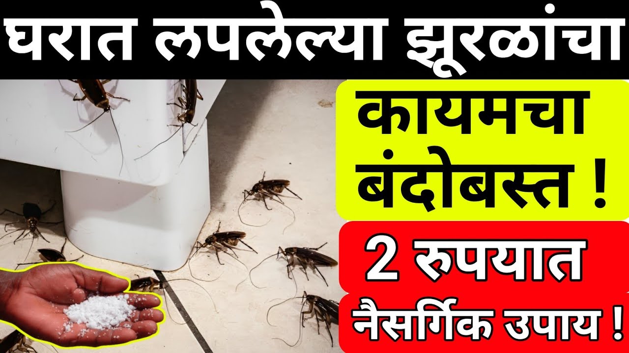 Zural Insect झुरळांवर प्रभावी उपाय 4 सेकंदात परीणाम|zural marnyache upay|cockroach ...