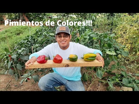 Video: Variedades De Pimientos De Colores