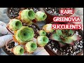 #192 UNBOXING RARE SUCCULENTS | GREENOVIA SUCCULENTS | Mua và trồng sen đá Hoa Hồng