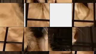 15 puzzles in video. Draw by openFrameworks