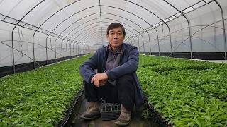 We are selling 16 varieties of disease-resistant chili pepper seedlings on-site and accepting nat...