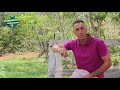 CURSO - PALPAÇÃO E ULTRASONOGRAFICA EM VACA - PEDRO CALAZANS