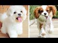 💖 Cutest Puppies Make You Feel Completely At Ease While Watching 🐶 | Cute Puppies