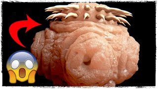 TOP 10 MEEST BIZARRE DIËTEN OOIT | GEZONDHEIDSGOEROE