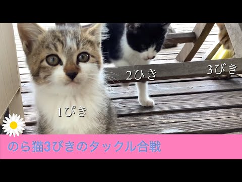 【子猫のかわいさ満開!タックル合戦】Kitten's tackle battle/猫 No.1