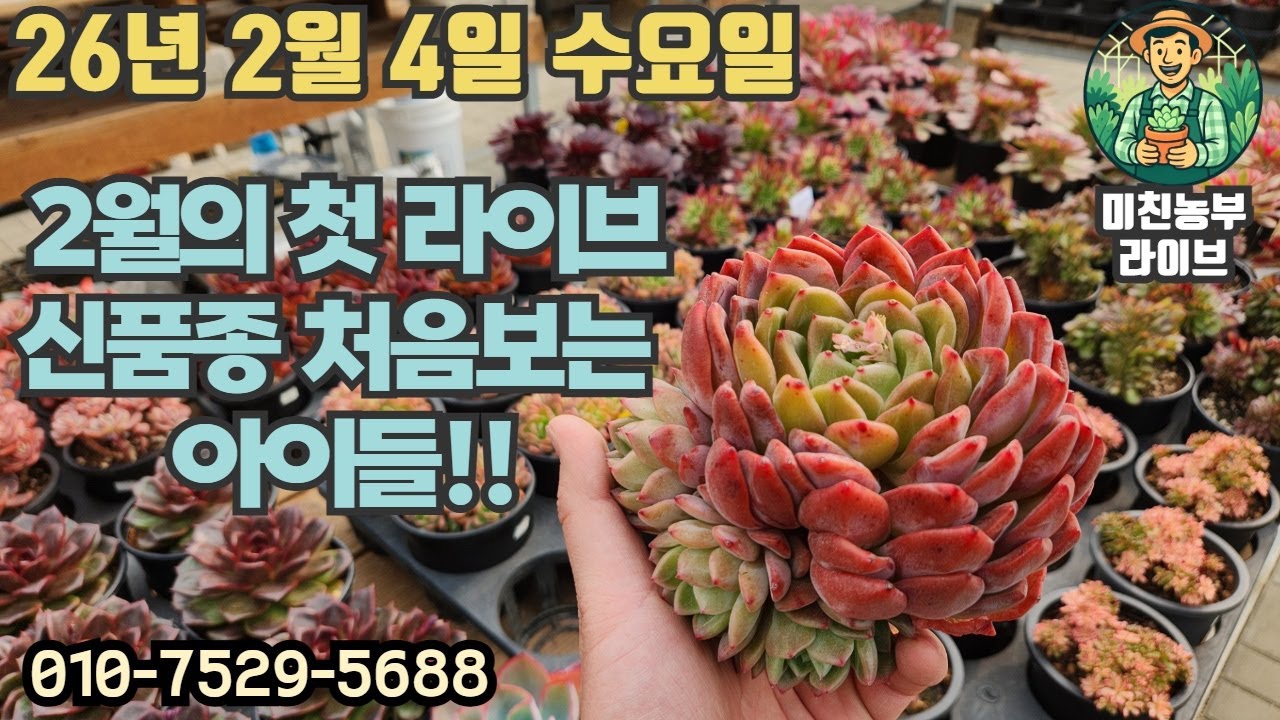 2026.2.4 미친농부 라이브 #다육#다육이#succulent#crazyfarmer