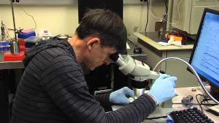 Dana-Farber Scientists Awarded SU2C-Farrah Fawcett Foundation Grant | Dana-Farber Cancer Institute