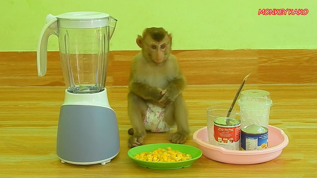 Master Chef Assistant Monkey Kako With Mom Making Yellow Corn Juice