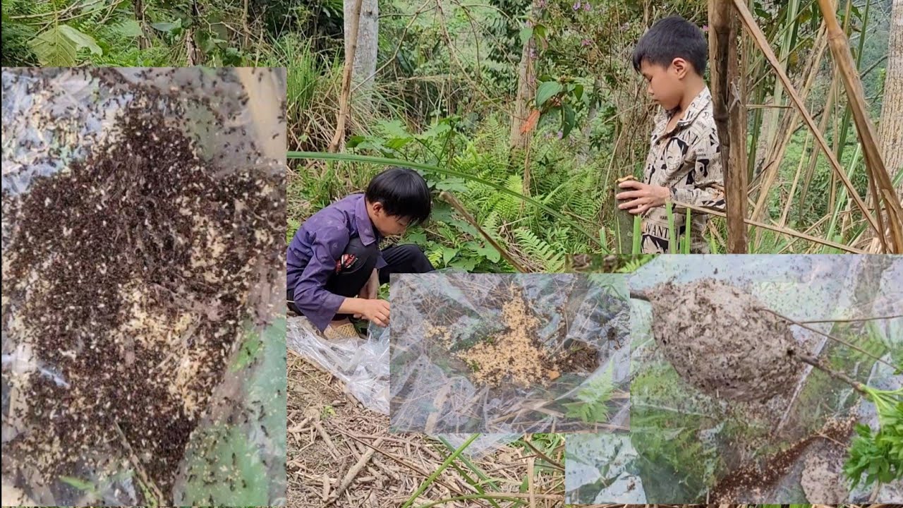 Two orphansDuynhan brothers went into the forest to find ant eggs to ...