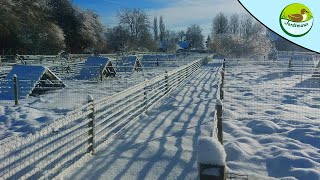 NOUVELLE DE L'ÉLEVAGE #16 (SOUS LA NEIGE ET -10°C) ❄