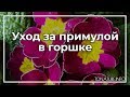 Уход за примулой в горшке | toNature.Info