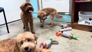 Older Petite puppies for adoption all of them are English Teddy Bear Goldendoodles