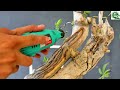Vlog#126. part 4, update kay twin trunk tugas from gensan #tutorial #bonsaiworkshop 🌳🇵🇭