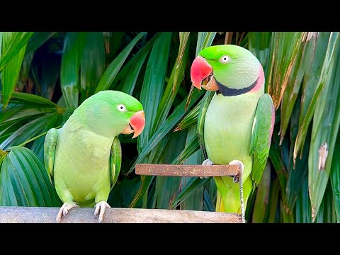 My Talking Parrot | Talking Alexandrine Parrot