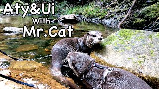 Today, he'd rather go for a walk in the mountains than swim in the river. [Otter life Day 607]