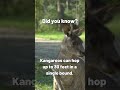 Unbelievable Kangaroo Secret Revealed!