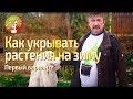 Как укрывать растения на зиму.  Первый вариант.