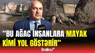 Oğuzda Müqəddəs Sayılan Ağaclar 1000 Yaşlı Təbiət Abidəsi