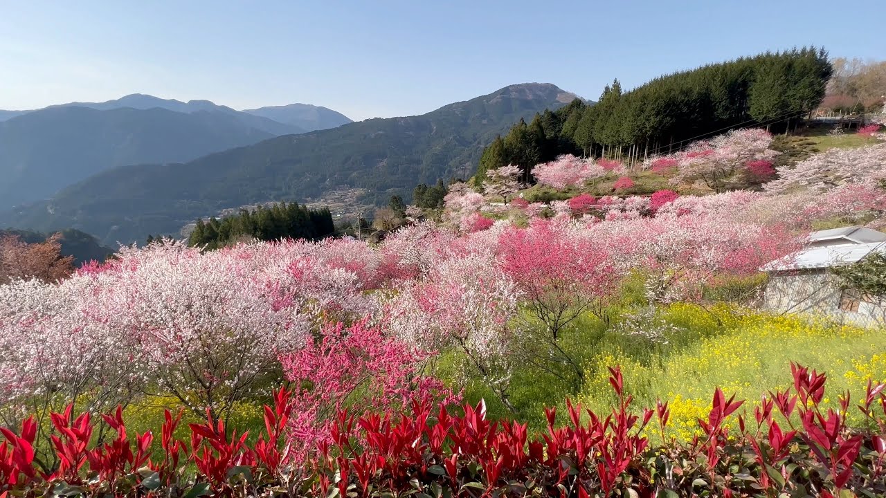 2022/04/07　満開です！　中津　花桃の里　〜愛媛県久万高原町〜
