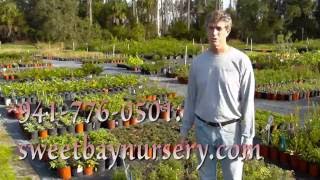 Sweet Bay nursery Parrish, fl