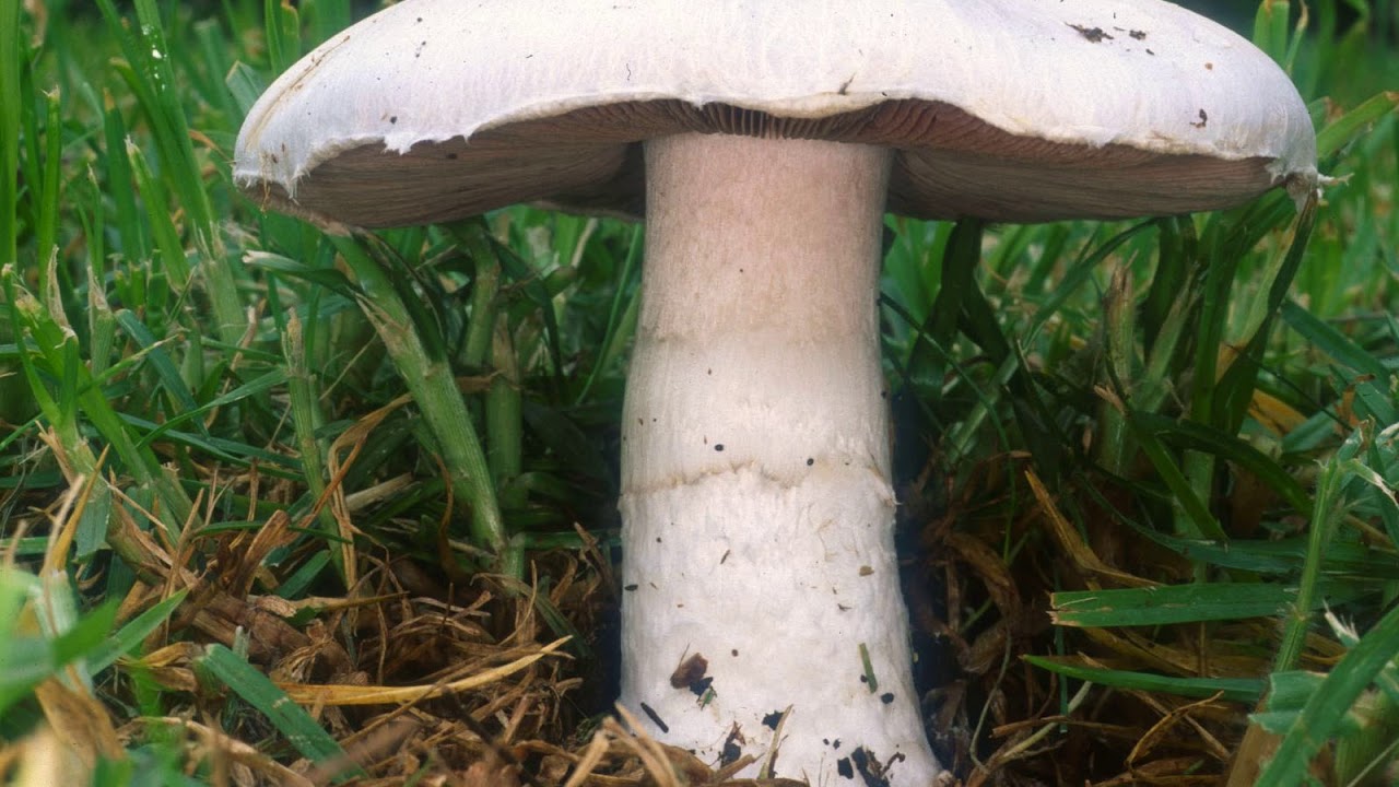 Съедобные грибы полевые после дождя