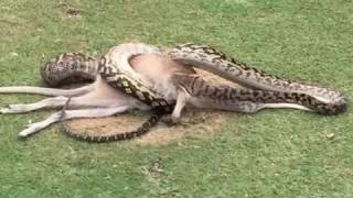 Famous Giant Python attack an Wallaby Net Worth