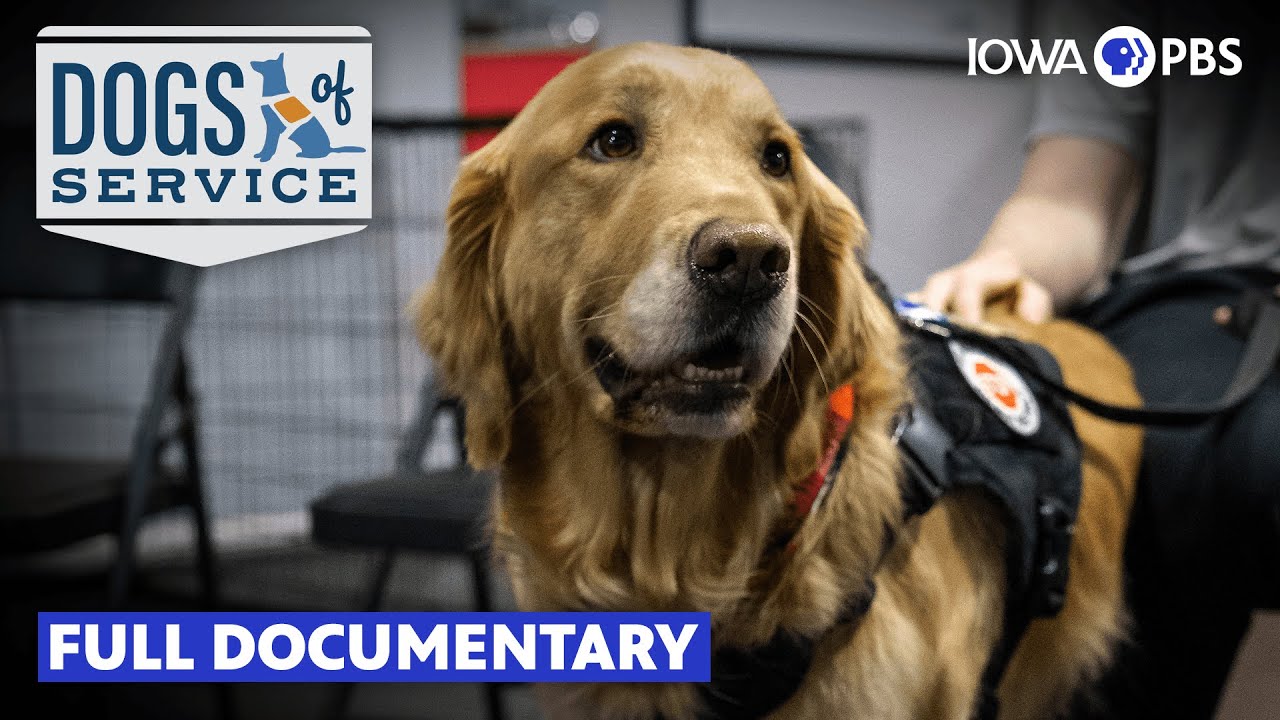 Dogs of Service