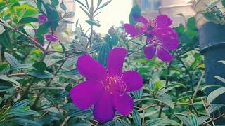 Umpomo Dangdut Koplo Viral  Intan Mandasari