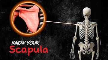 Introduction to Scapula 