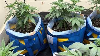 Growing weed. Rs11, jelly donutz and animal cake 2024 grow cookies and Humboldt seeds