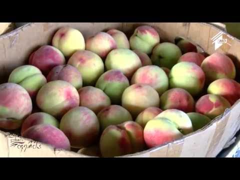 ატმის სეზონი და ხორბლის მოსავლის აღება კახეთში