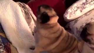 Cuppy, the sneezing pug.