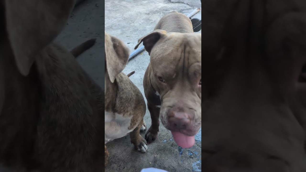 Snack time@chainlinquepitty4745 