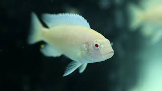 Albino Zebra African Cichlid