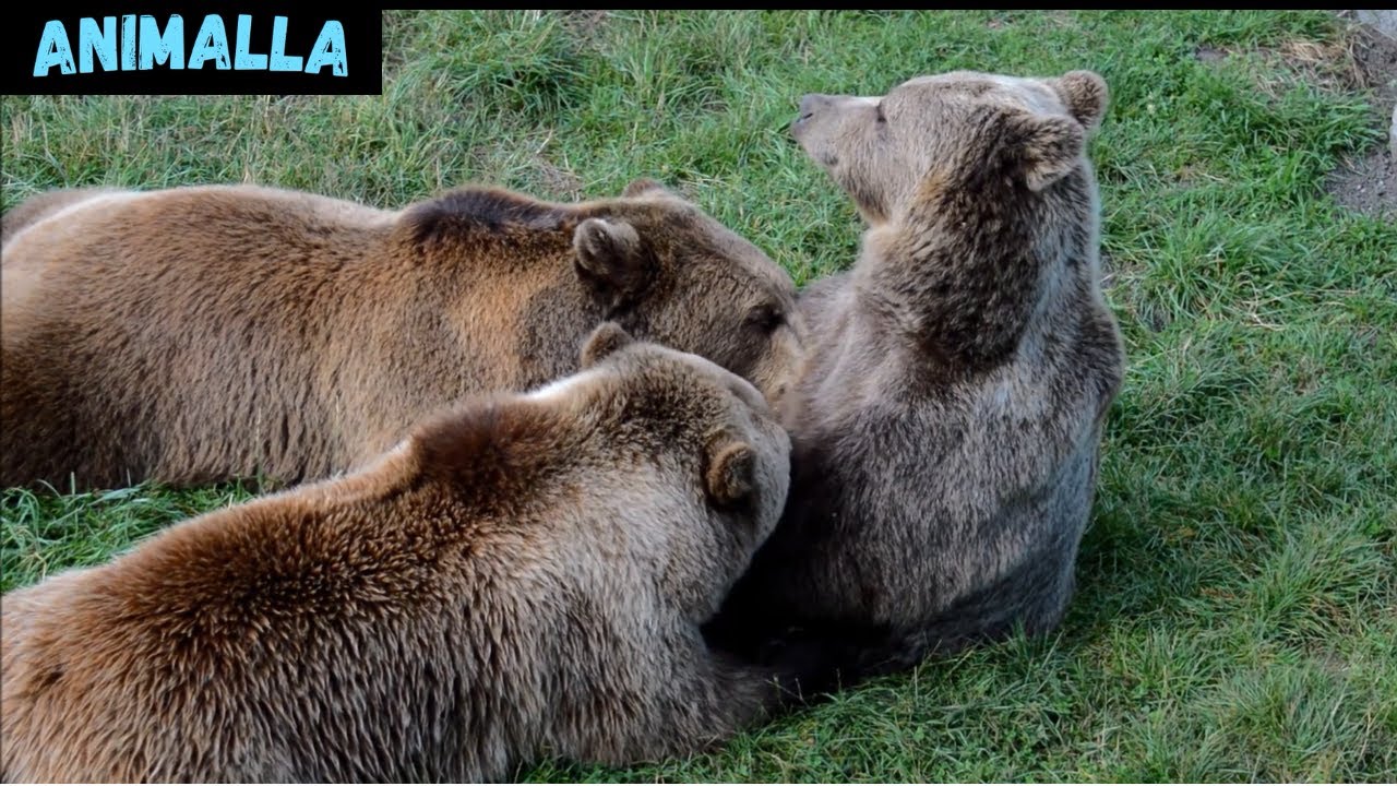 Mama Bear Nursing Cubs - YouTube