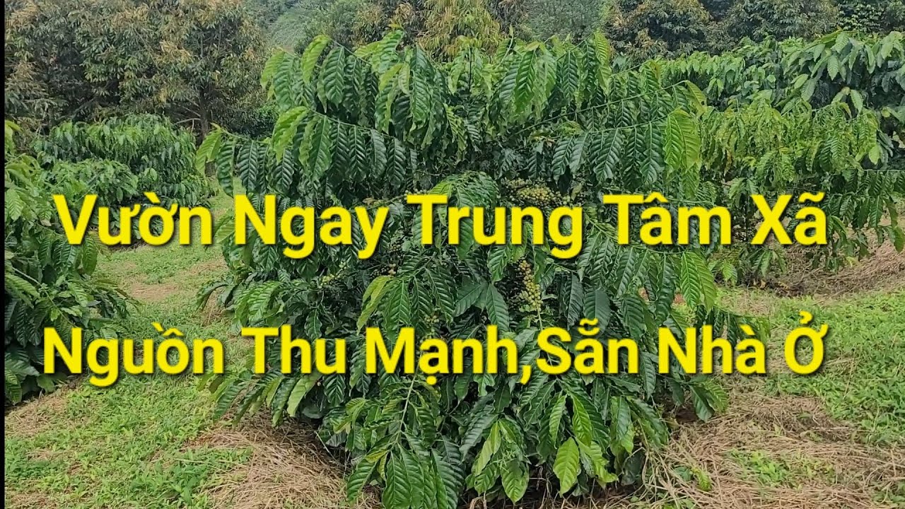 Đã Bán (Số 951)Vườn Cà Phê Cho Thu Sẵn Nhà Ở Gần Trung Tâm Xã #nhadatdaknong #bđs #muabandatgiare