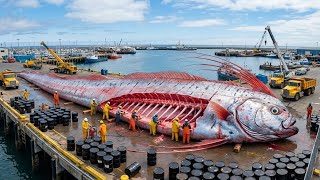 Zwei Tonnen schwerer Riemenfisch an einer Langleine gefangen – Der Tiefsee Moment, der die Besatzung