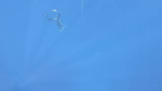 Freediving Course : Level AIDA2 : Displine Free Immersion