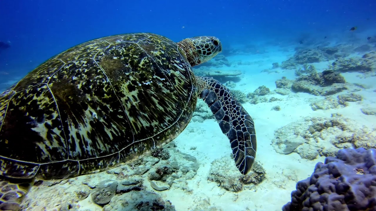 Scuba Dive Hutchison Shoal and Flinders Reef 19-01-19