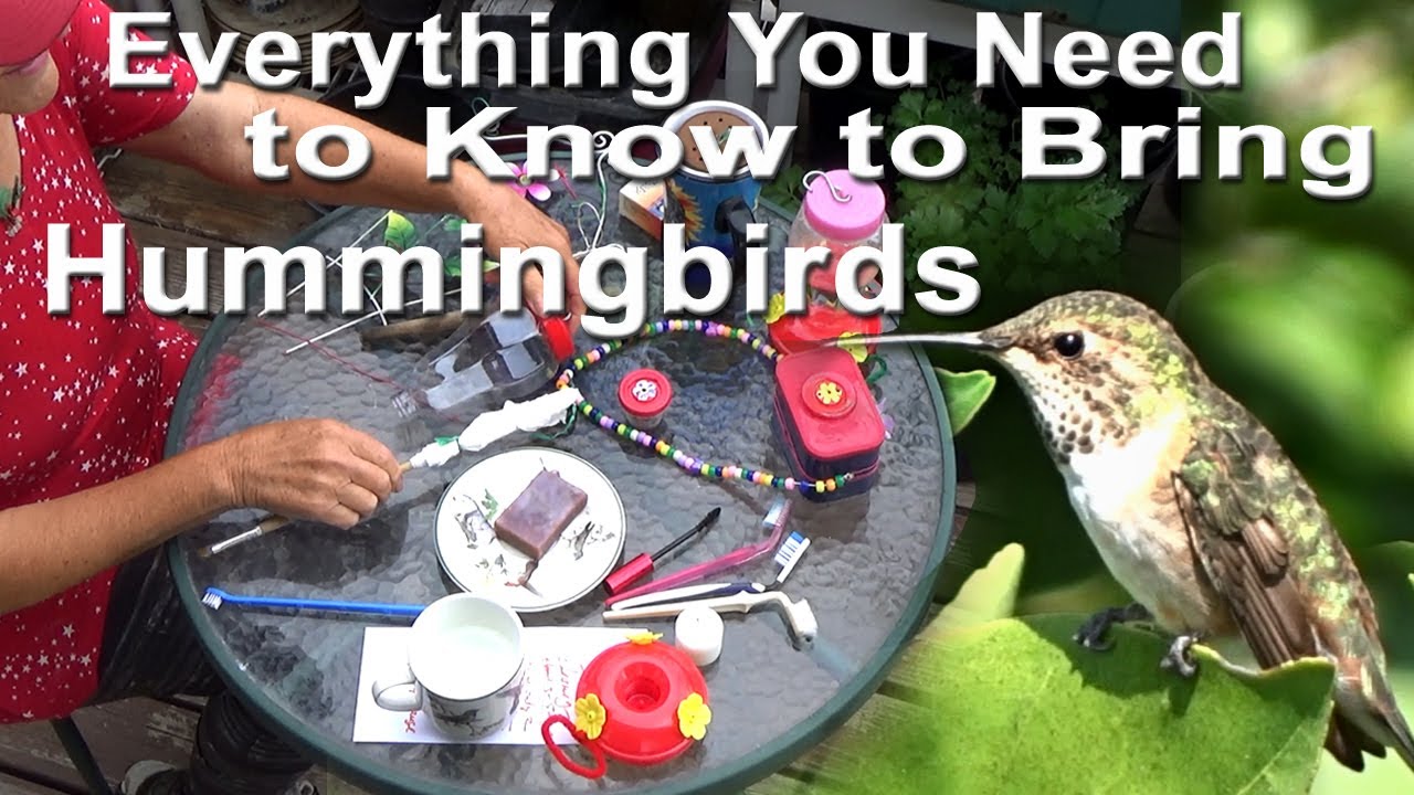 BEST Ways to Attract HUMMINGBIRDS Cleaning TIPS & Easy Recipe, Feeders ...