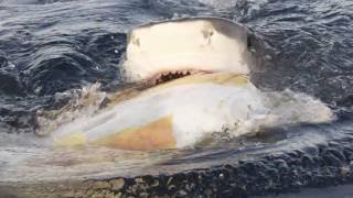 Study Provides New Insight Into The Behavior Of An Ocean Top Predator