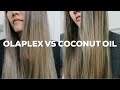 OLAPLEX VS COCONUT OIL! Which is better? How to repair damaged hair