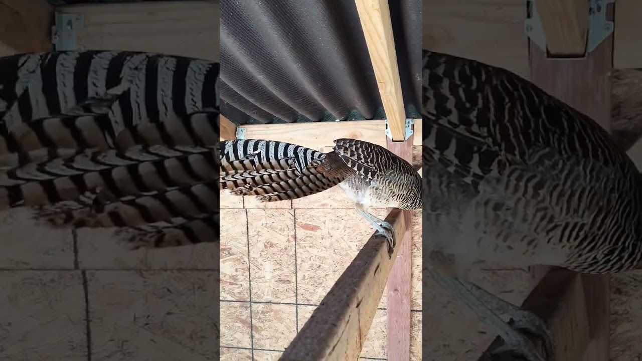 A juvenile Lady Amherst Pheasant, not yet in full color 