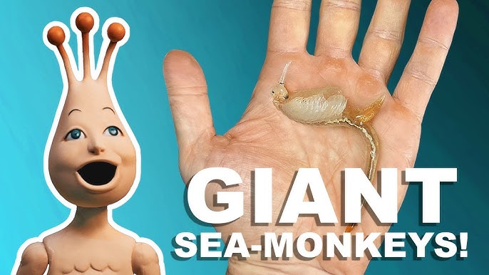 Are Sea Monkeys Real? 