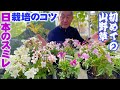 【初めての山野草】日本のスミレの品種紹介と管理や増やし方【花と緑のグリーンバレイ】