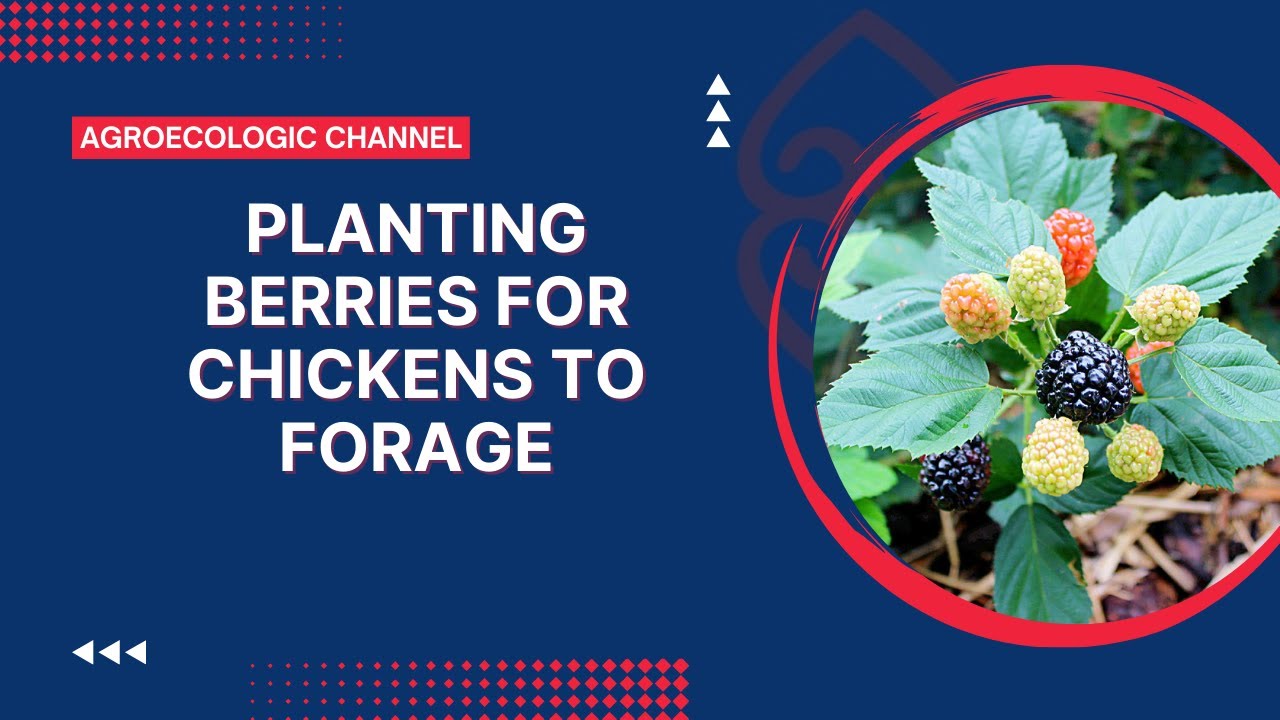 Planting Berries for Chickens to Forage