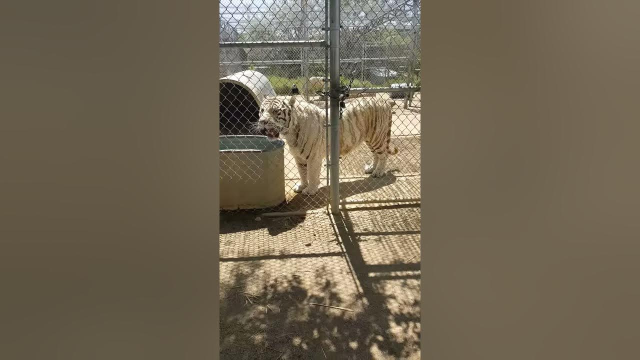 reno safari zoo YouTube