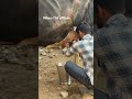 #farming #trending #like #milk #youtube #shorts #kheti #dairyfarm #producer #mehnat #reach #kshipra